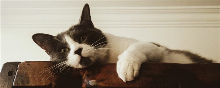 猫咬主人手表示什么 这是猫讨厌主人的表现吗