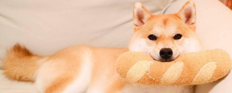 狗狗吃葡萄6小时内没有症状 那也不要掉以轻心啊