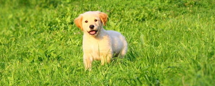 家养小狗一般会有狂犬病吗 预防大于一切！