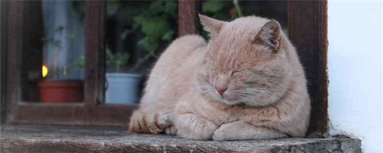 猫嗓子哑了怎么回事 猫是不是用嗓过度了？