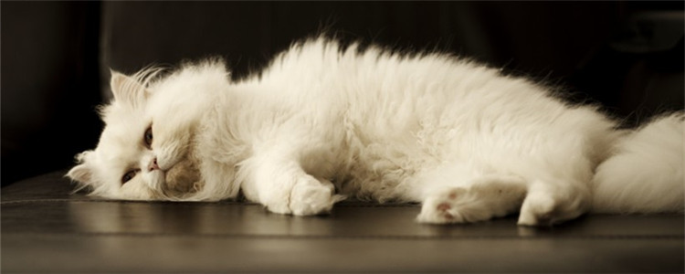 猫在地上打滚磨蹭还叫 猫咪是不是在撒泼打滚？