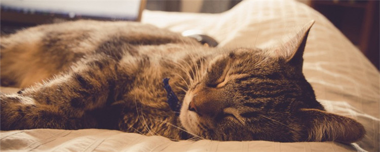 猫得了猫癣抹什么药膏 猫得了猫藓能自愈吗