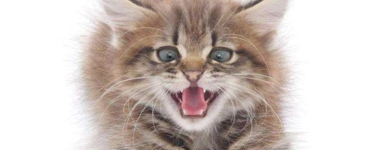 猫多久洗一次澡 看完你就知道了