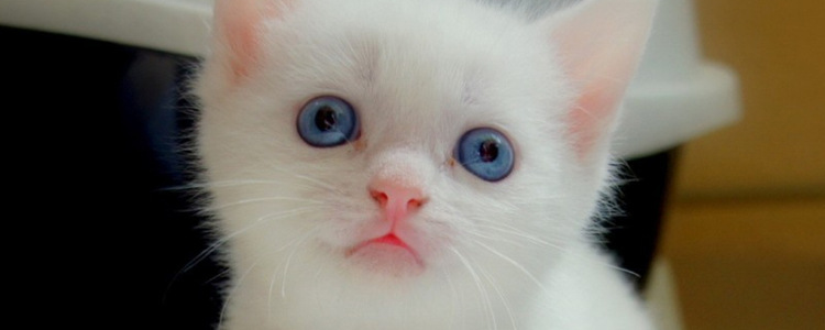 猫藓会传染给人吗 只要抵抗力够强就啥都不怕！