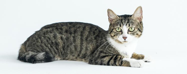 猫指甲开裂空隙发黑 正常吗？