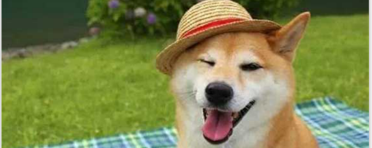 柴犬两个半月没得豆豆眉以后还会长吗 基因有很大的关系