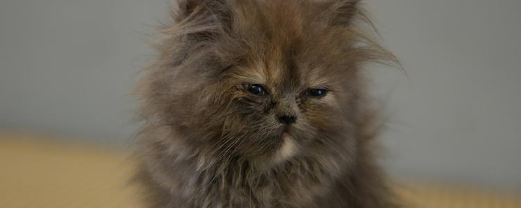 猫死后需要注意什么 看完你就知道了