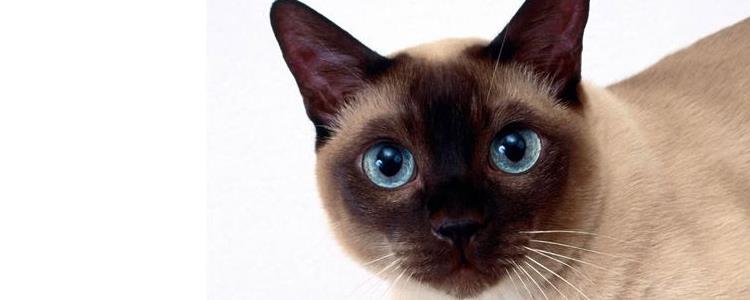 猫绝育后多久可以吃东西 知道后还有注意事项哦！