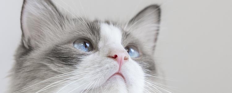 猫眼睛红肿睁不开 一定要去医院做专业的检查哦