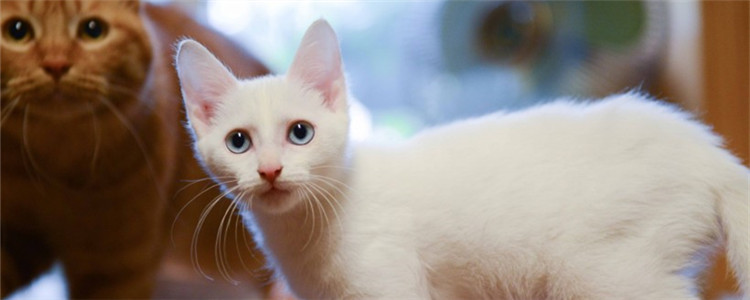 猫咪为什么喜欢闻腋下 猫咪原来这么重口味