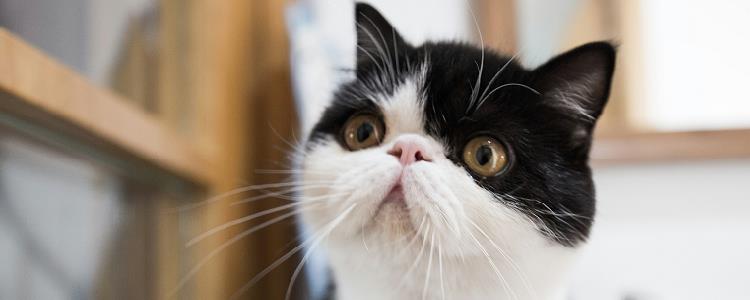 猫的足有什么特点 肉垫的作用也是很神奇的哦！