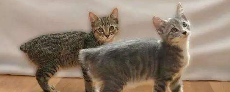 无尾猫为什么不能养 因为是世界禁养猫！