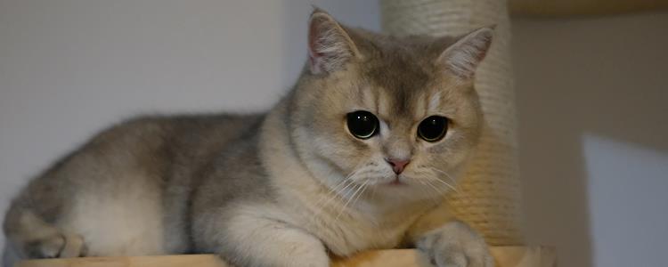 猫的急性肾衰竭成活率 具体情况具体分析！