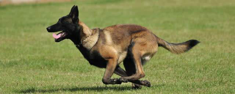 狗在外面拉屎怎么清理 找个必备的铲屎神器一定要有!