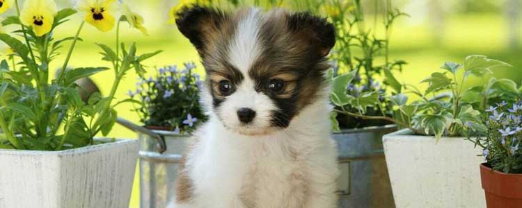 狗在外面老吃草为什么 可能是缺乏微量元素?