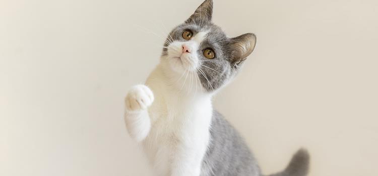 猫在家会觉得无聊吗 子非猫，安知猫无聊不无聊