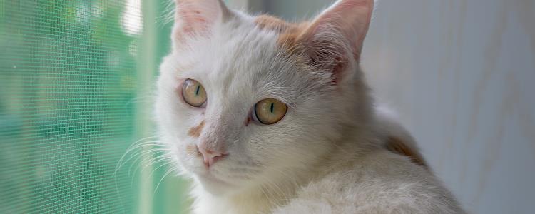 猫腹水摸起来什么感觉