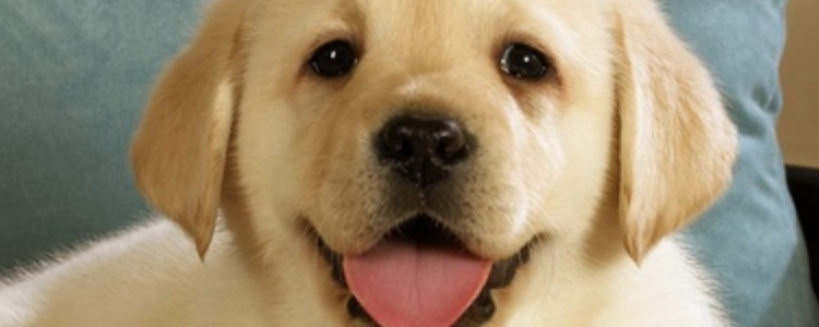 拉布拉多幼犬温度多少度会着凉 温度还是需要多注意一点