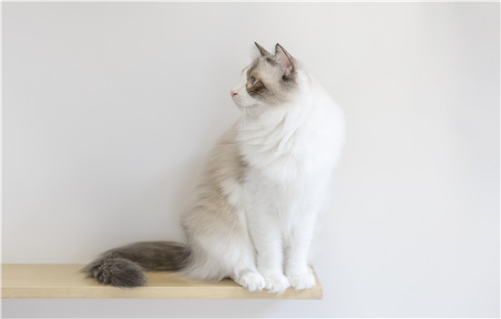 猫需要刷牙吗 猫猫也是会有口腔疾病的哦！