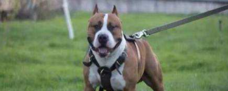 斯塔福多大开始凶 别让狗狗那么凶