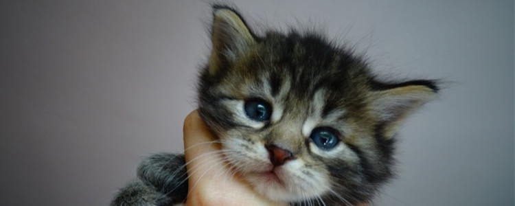 猫打完狂犬疫苗鼓包 猫鼓包要紧吗？