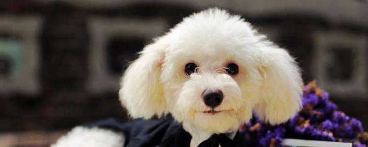 泰迪毛变白能变回来吗 看是什么原因造成的