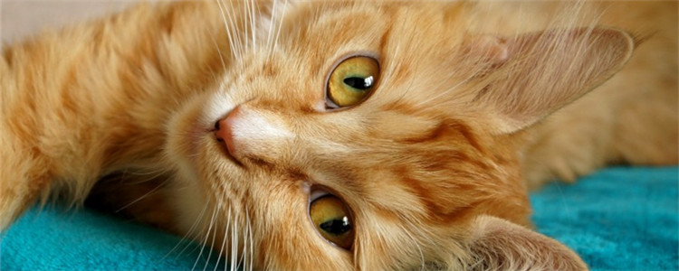 猫抓了多久打疫苗有效 超过24个小时就没效了吗？