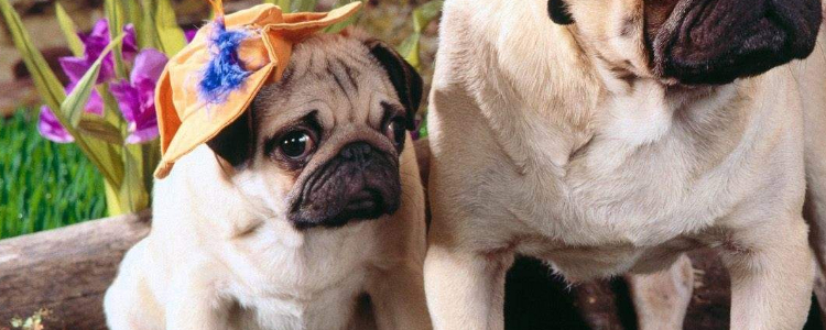 两个月的小狗咬人用打针吗 如何处理预防感染？