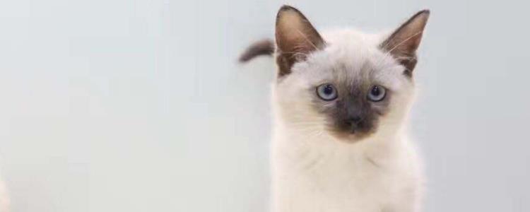 皮沙发被猫抓如何修复 猫喜欢抓沙发 我们该怎么办?