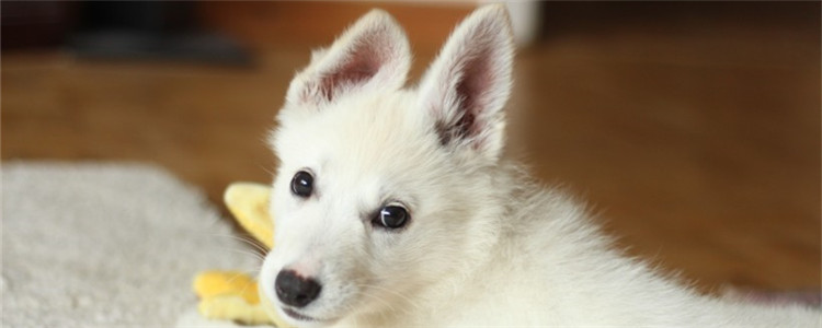 萨摩耶一般多少度会冷