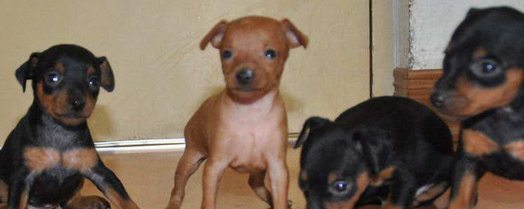 串串狗能长多大 决定于公犬还是雌犬？