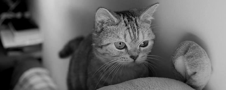 给猫吃啥通便 这个方法很有效!