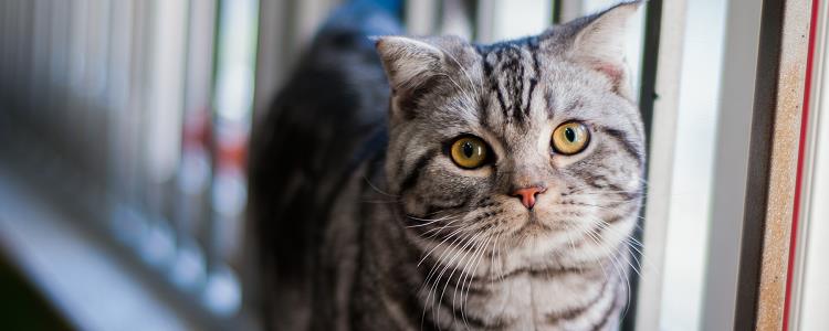 美短花纹种类讲解 这些花纹你知道吗