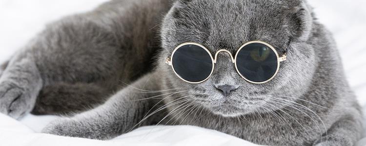 蓝猫怎么养才胖胖的 吃这几个保准白白胖胖！