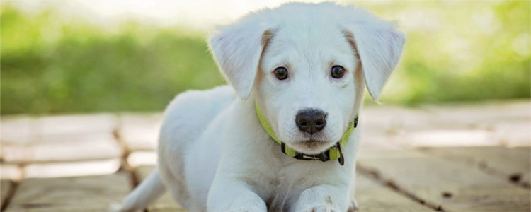 狗证丢了补办麻烦吗 重新办理狗证要准备哪些材料