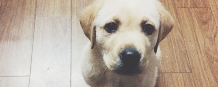 自己家的狗能成为安慰犬么