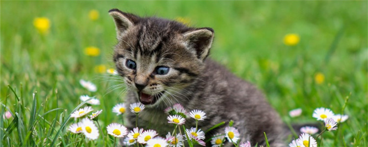 猫下嘴唇掉毛露肉 猫咪可能得毛囊炎了