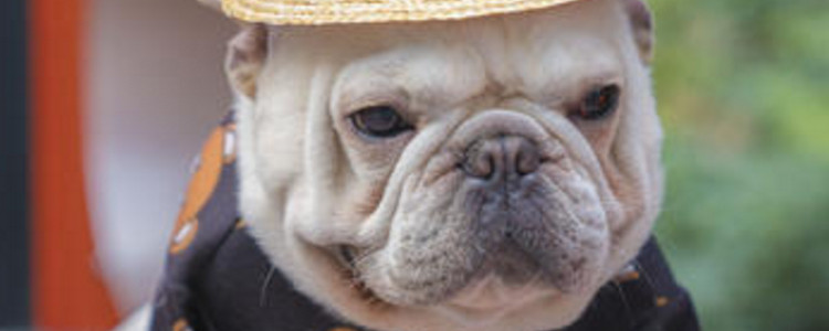 被两个月大的狗咬了出血了怎么办