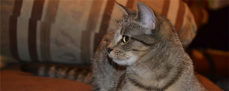 猫下巴肿了 导致猫咪下巴种的因素有哪些