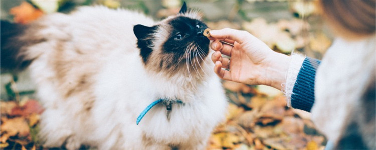 猫临死前会眷恋主人吗 猫死前为什么要自己躲起来