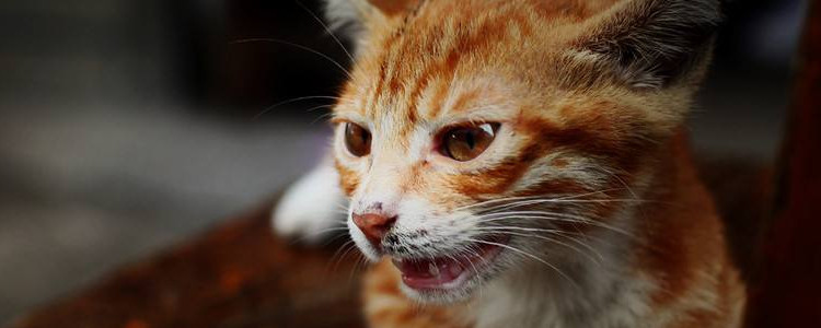 被猫抓伤不打针会怎样 看完你就懂了！