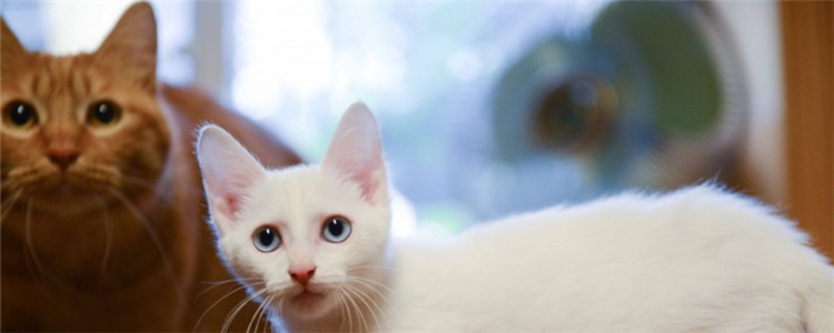 猫兄妹可以繁殖吗 近亲繁殖有什么坏处