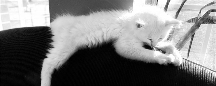 猫吃维生素b2用量 过量的维生素会导致猫咪中毒