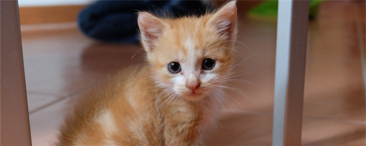 猫咪喝酸奶的好处 猫咪能喝酸奶吗？