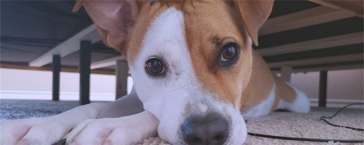 狗狗指甲血线太长怎么办 一定要定期给狗狗修剪指甲