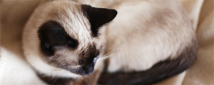 猫屎一粒粒的正常吗 猫咪的粪便能说明什么问题