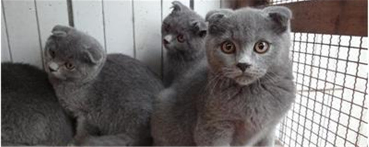 英短有折耳是不是不纯 耳朵折起来的猫都叫折耳猫吗？