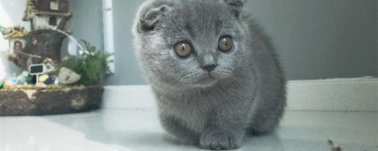 英短矮脚猫基因缺陷 矮脚猫的缺点是什么