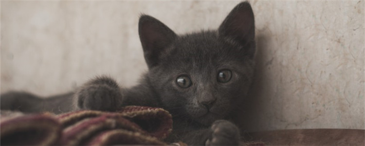 蓝猫脸尖是怎么回事 蓝猫是不是可以发腮