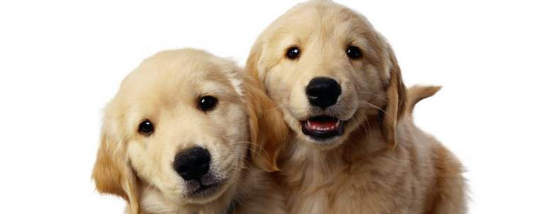 狗狗能吃蛋糕吗？ 这只狗吃蛋糕抢救了8天花了9万！